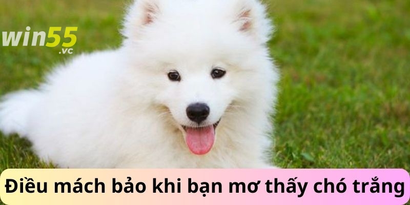 Điều mách bảo khi bạn mơ thấy chó trắng 