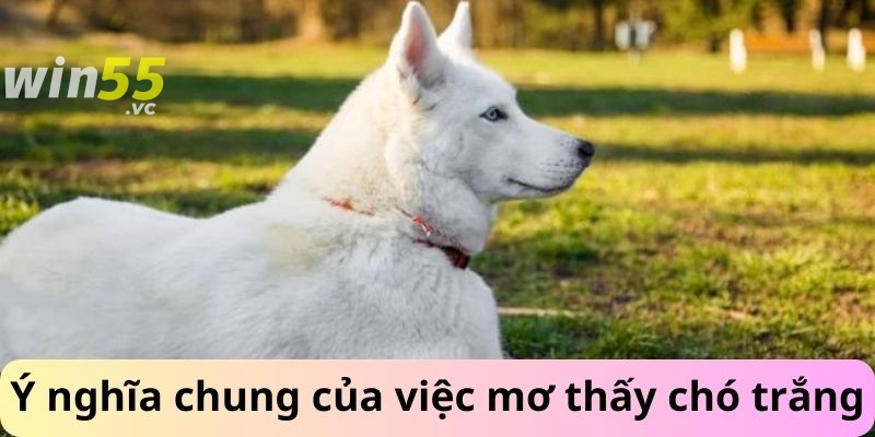 Ý nghĩa chung của việc mơ thấy chó 